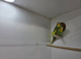 Baby Budgies 8 weeks old
