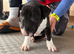 English bull terrier