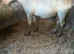 Appaloosa cross cob gelding