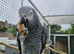 African Grey Pair