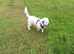 staff x rough haird jack Russell