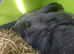 8 week old female baby rabbit with pink double cage and accessories