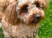 Two beautiful, very small Toy Poodle boys