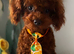 Asian Toy Poodles