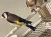 Goldfinch