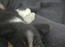 Border collie puppy for rehome