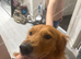 Rehoming my lovely dog