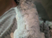 READY NOW Beautiful standard poodle puppies