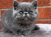 exotic persians