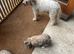 Female for rehoming