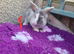 Lion lop