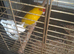 Kakiriki cock bird