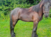 Registered fell gelding 2 year old