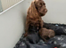 K C Working cocker spaniels