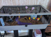 female rats