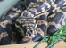 Adult Female Jungle Carpet python