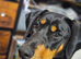 18month old Dobbie x Pointer