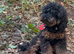 This is Bertie and he is beauu