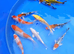 koi for sale £5