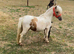 Gorgeous Palomino And White Gelding For Sale