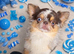 Stunning chihuahua puppies