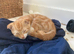 Delightful Scottish Fold and Scottish Straight Eared kittens