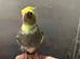 Hand reared baby cockatiel ready for its new home