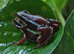 Tadpoles of Santa Isabel dart frog.