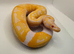 Albino pied ball python