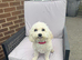 Stunning Female Poochon