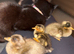 Indian runner ducklings x11 (due 10/06)
