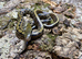 Taiwan Beauty Snake at Birmingham Reptiles