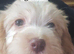 4 puppies 4 sale