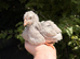Lavender Leghorn 4 week old chicks