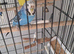 Budgies