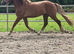 Star in the make 3yr 14.2h