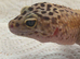 Leopard gecko