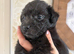 Patterjack girl!!
