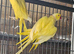 Yellow ringneck pair