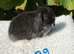 Pure bred mini lops .