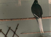 Kakariki’s