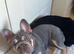female frenchie