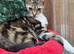FEMALE CATS NEEDING NEW LOVING HOME/S