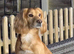 Cocker Spaniel Puppies for Sale
