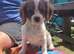 Gorgeous Cav Puppies