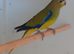 Stunning Elegants dna sexed MALES