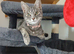 Female kitten