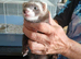 Baby ferrets READY TO GO