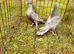 Racing pigeons