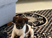 Stunning jacks ready for forever homes